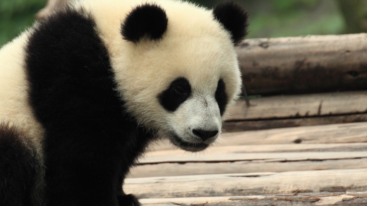 Giant panda at the Chengdu Research Base