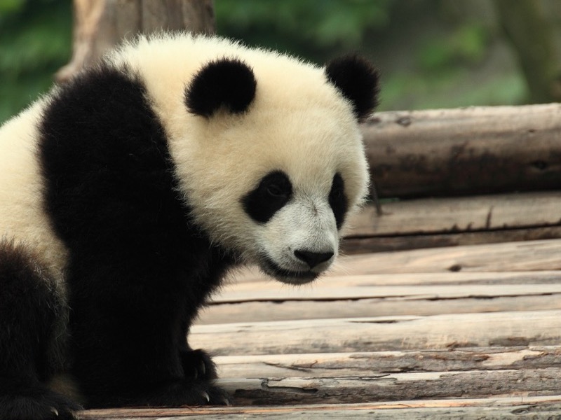 Giant panda at the Chengdu Research Base